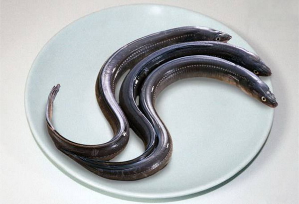 Enguias Viveiros Portugal Enguias Viveiros Portugal