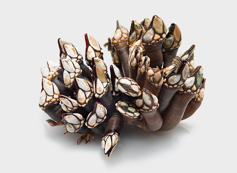 Percebes